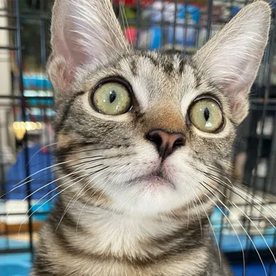 Pet photo