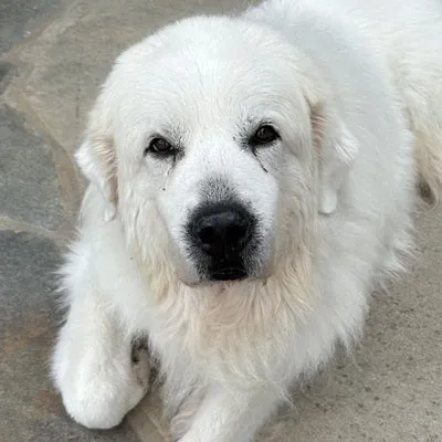 Pet photo